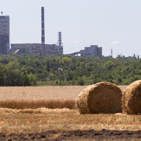 Weizenfeld in Luhansk, Ukraine