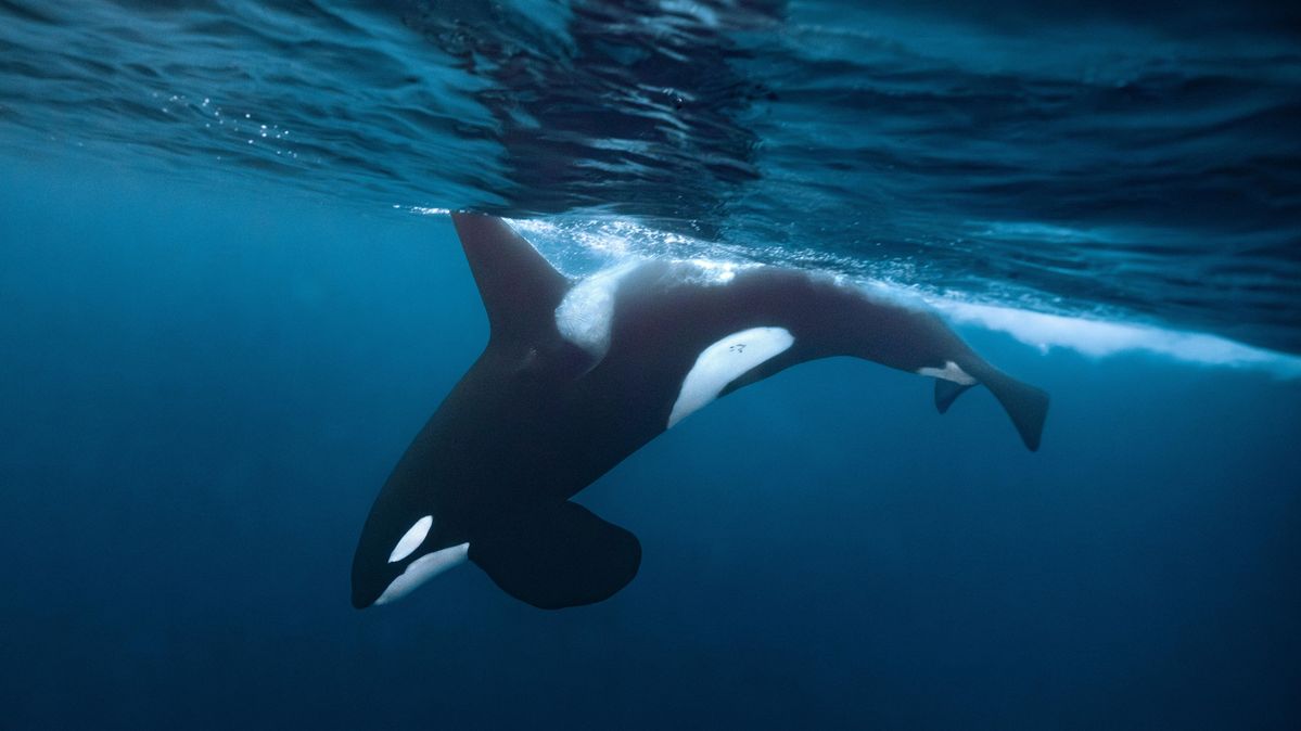 Ein ausgewachsener Schwertwal taucht ab