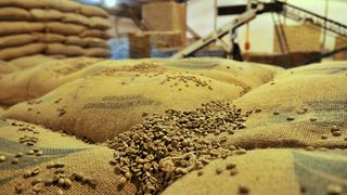 Kaffeebohnen auf Leinensäcken