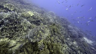 Eine Meeresschildkröte schwimmt im Meer.