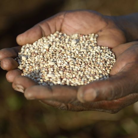 Burkina Faso, Hände, die Sorghum und Bohnen halten (Symbolbild)